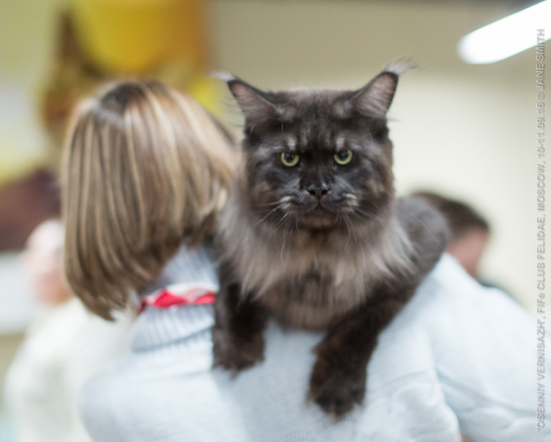 ТИКА клуб Кристалл, выставка кошек 11-12 июня 2016 года в Московском Измайлово