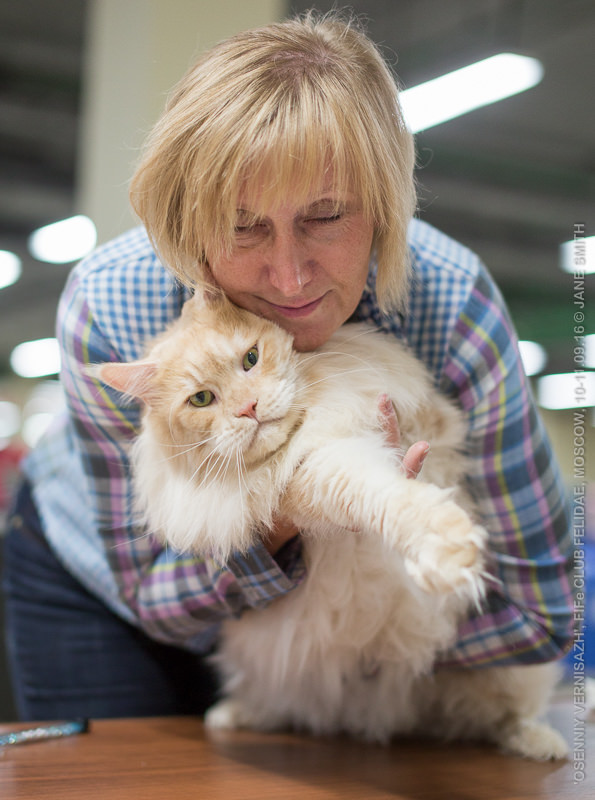 ТИКА клуб Кристалл, выставка кошек 11-12 июня 2016 года в Московском Измайлово