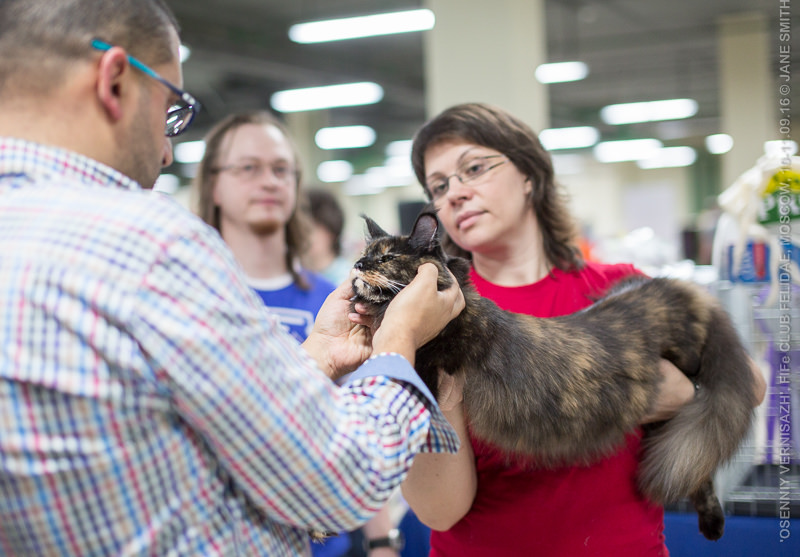 ТИКА клуб Кристалл, выставка кошек 11-12 июня 2016 года в Московском Измайлово