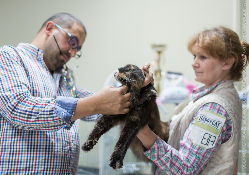 ТИКА клуб Кристалл, выставка кошек 11-12 июня 2016 года в Московском Измайлово