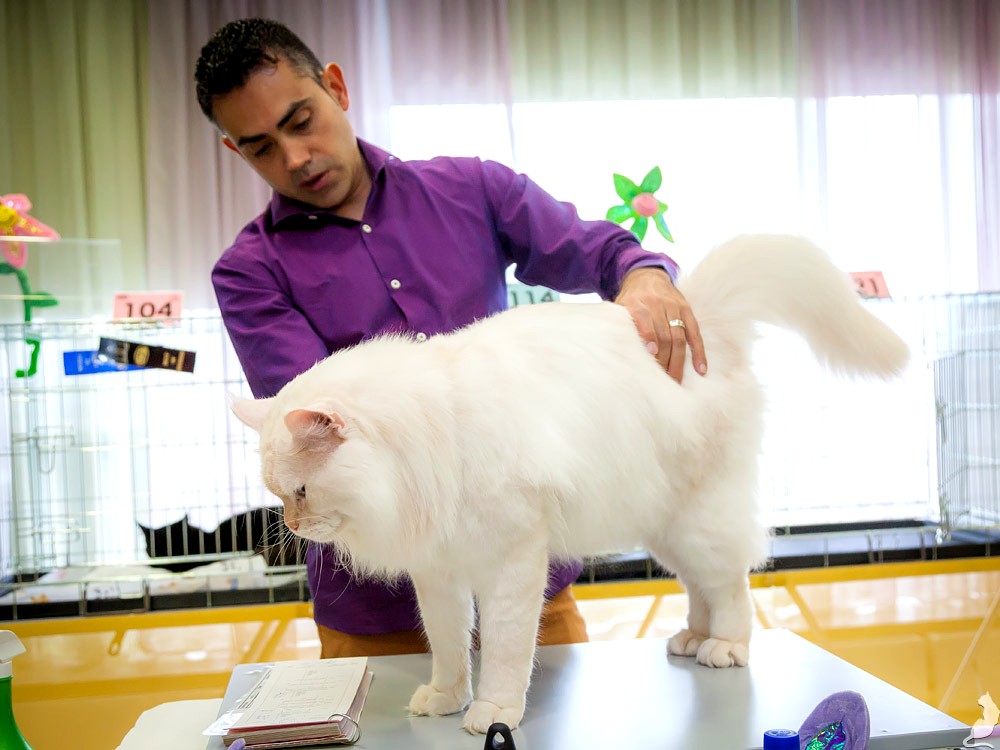 ТИКА клуб Кристалл, выставка кошек 11-12 июня 2016 года в Московском Измайлово