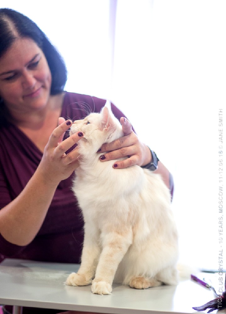 ТИКА клуб Кристалл, выставка кошек 11-12 июня 2016 года в Московском Измайлово