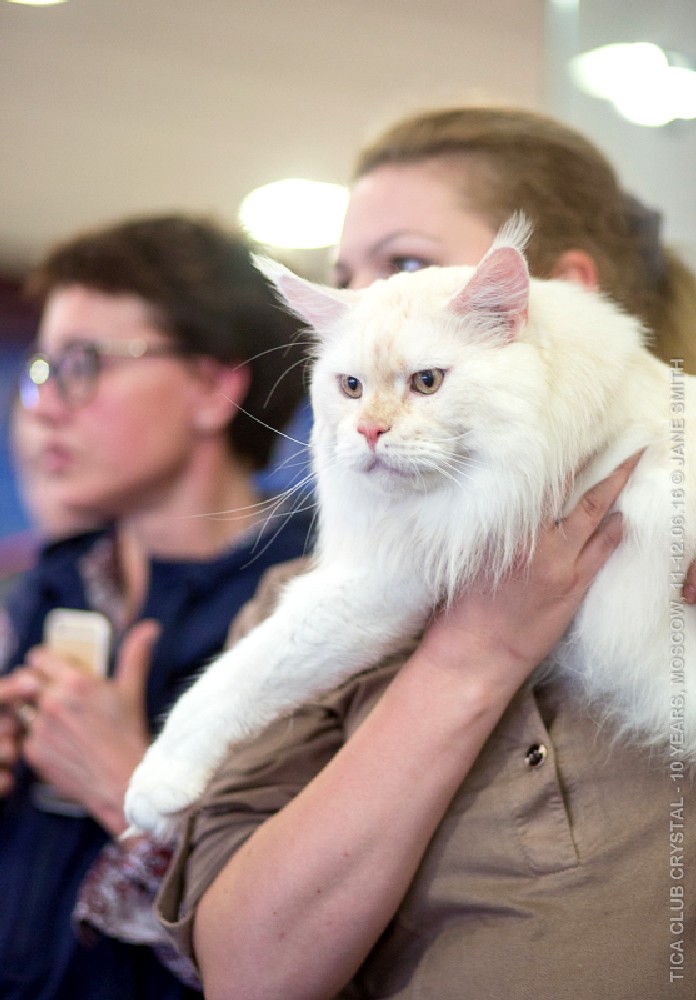 ТИКА клуб Кристалл, выставка кошек 11-12 июня 2016 года в Московском Измайлово