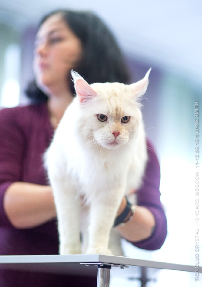 ТИКА клуб Кристалл, выставка кошек 11-12 июня 2016 года в Московском Измайлово