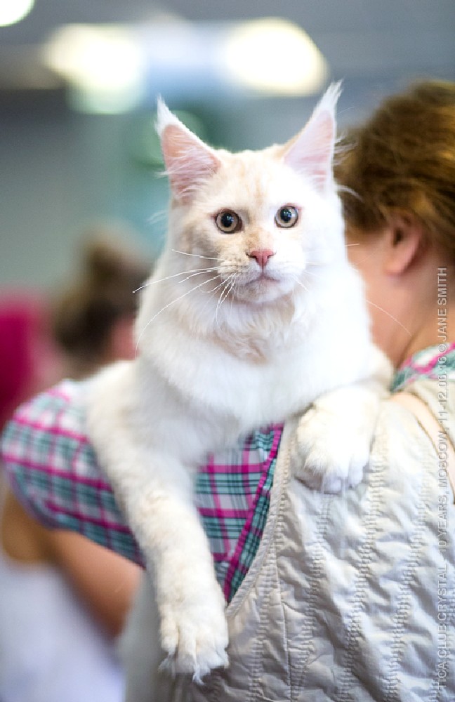 ТИКА клуб Кристалл, выставка кошек 11-12 июня 2016 года в Московском Измайлово