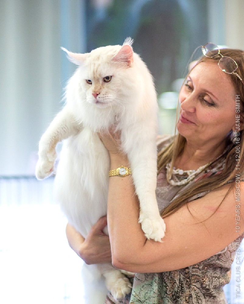 ТИКА клуб Кристалл, выставка кошек 11-12 июня 2016 года в Московском Измайлово