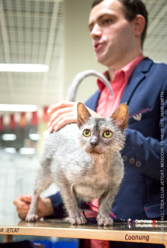 Новый помет в питомнике мейн кунов