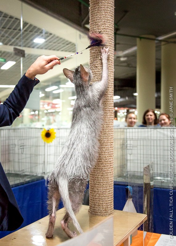 Новый помет в питомнике мейн кунов