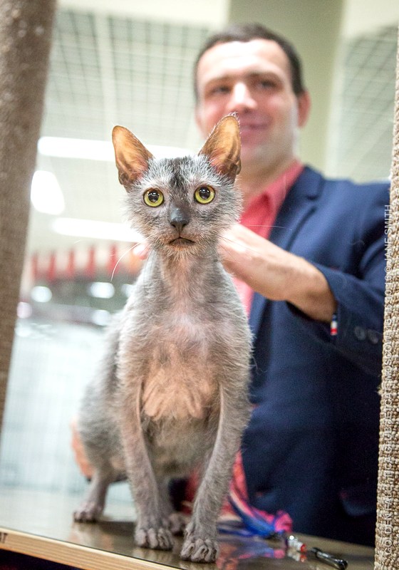 Новый помет в питомнике мейн кунов