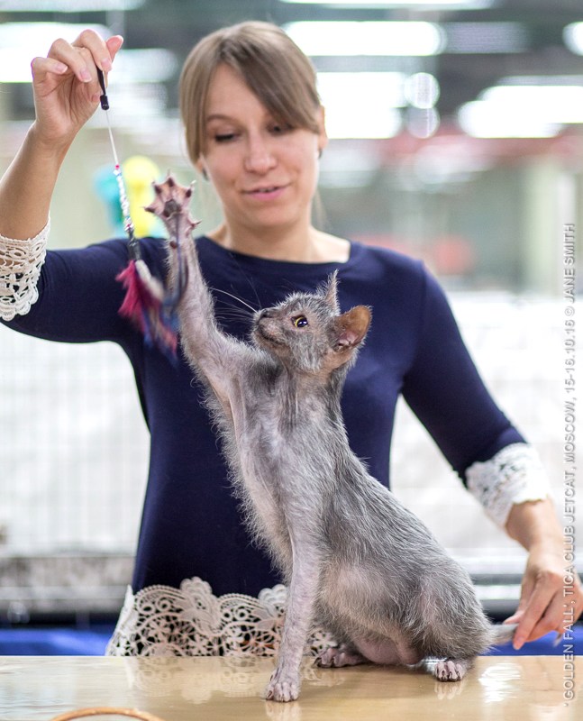 Новый помет в питомнике мейн кунов