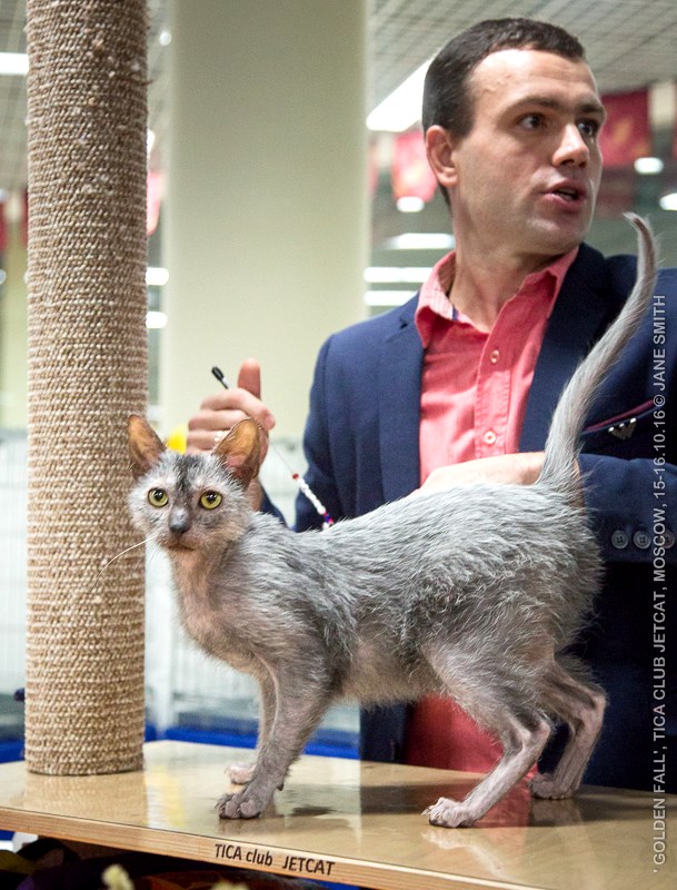 Новый помет в питомнике мейн кунов