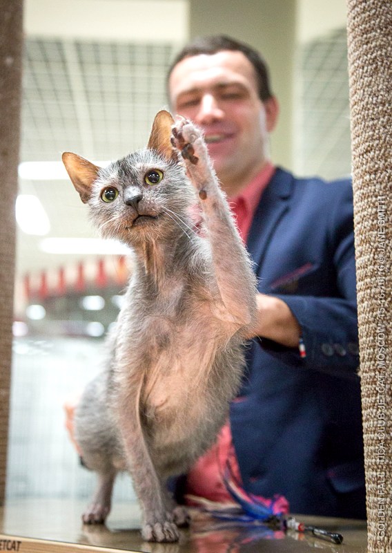 Новый помет в питомнике мейн кунов