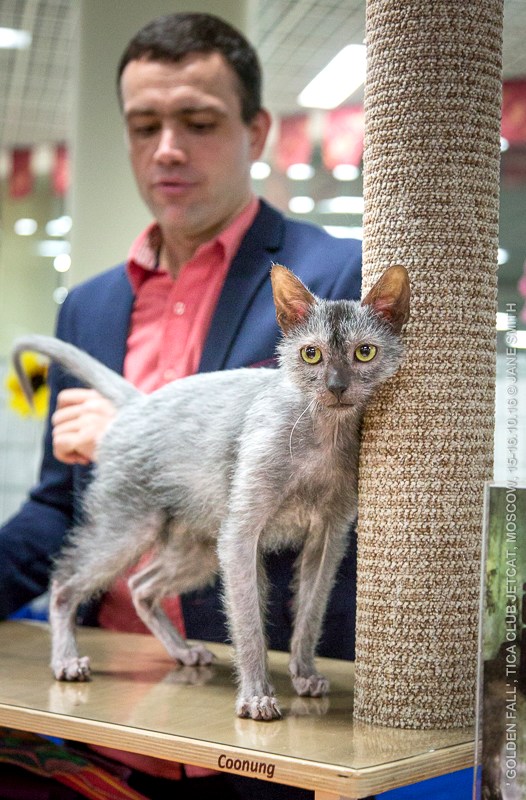 Новый помет в питомнике мейн кунов