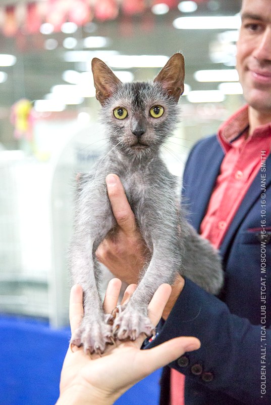 Новый помет в питомнике мейн кунов