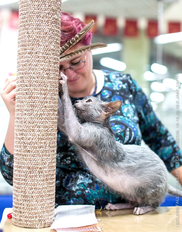 Новый помет в питомнике мейн кунов