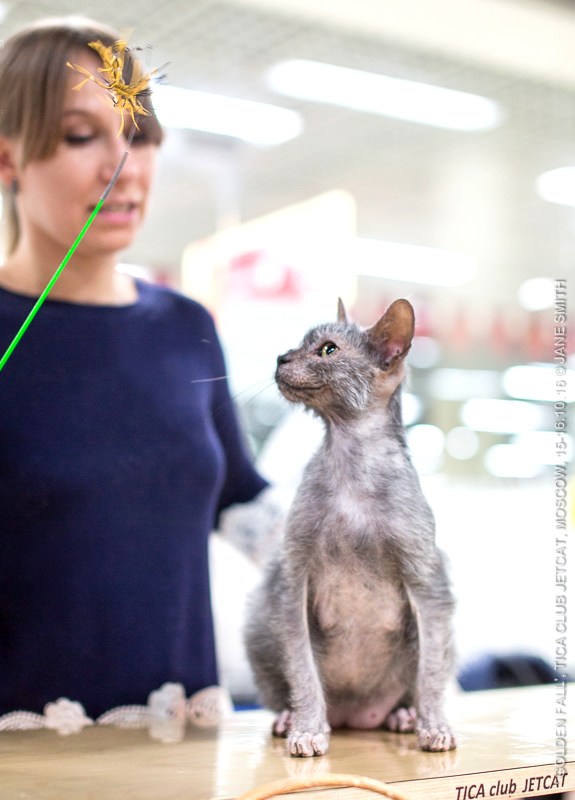 Новый помет в питомнике мейн кунов