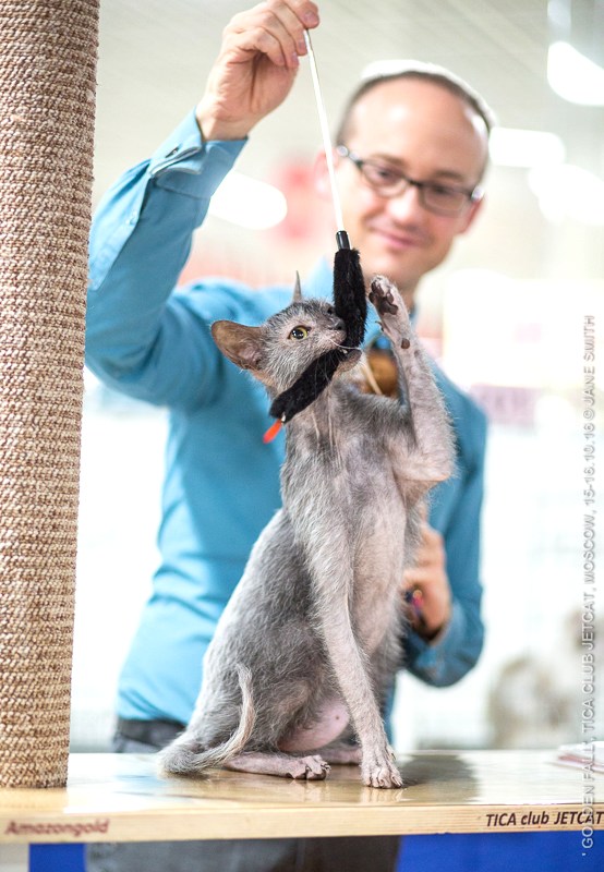 Новый помет в питомнике мейн кунов