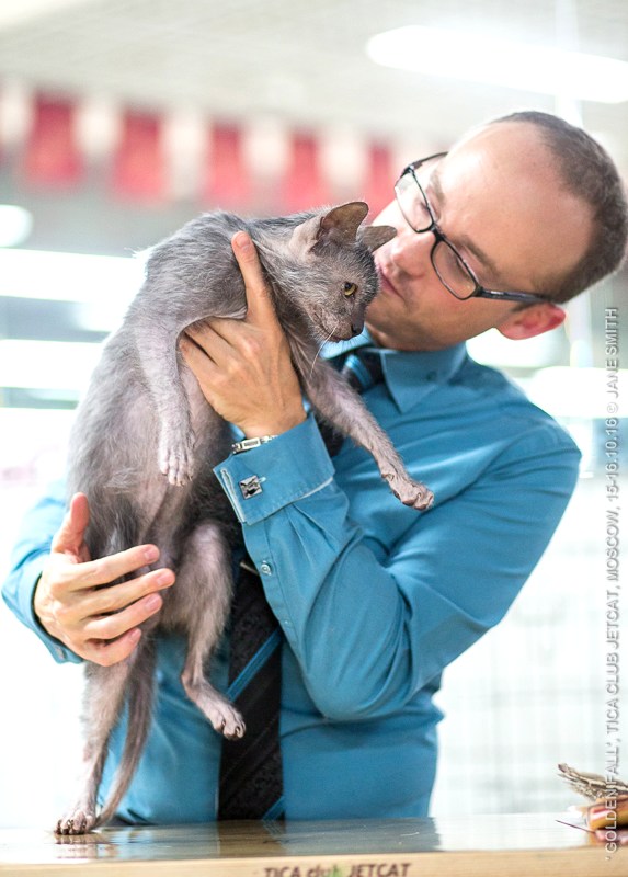 Новый помет в питомнике мейн кунов