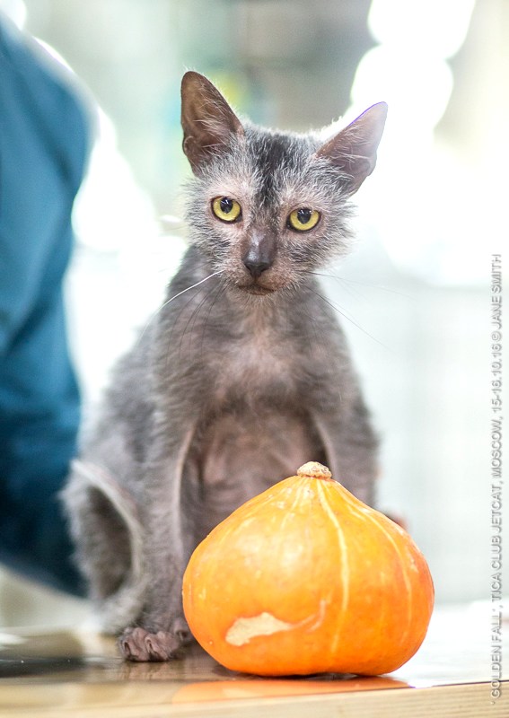 Новый помет в питомнике мейн кунов