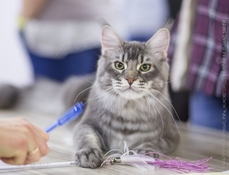 Выставка Зоошоу 2016