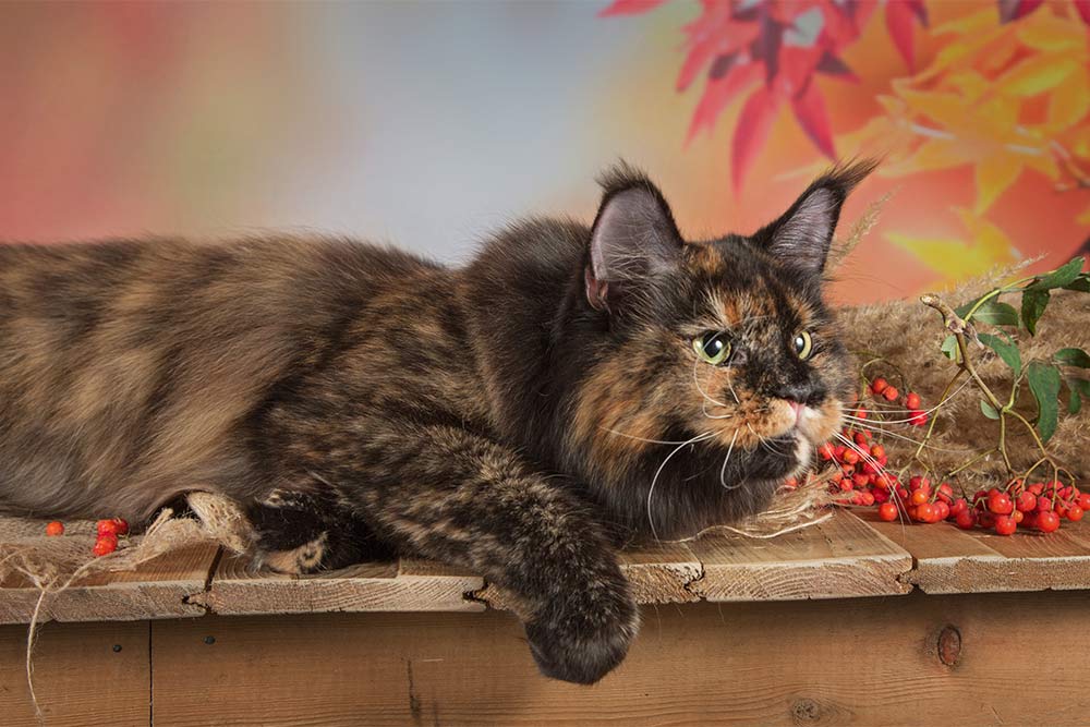 TICA выставка  Королева Осень  Выставка клуба  ПЛАНЕТА ТИКА, которая состоялась 17-18 сентября 2016 года  в МФК Ханой-Москва