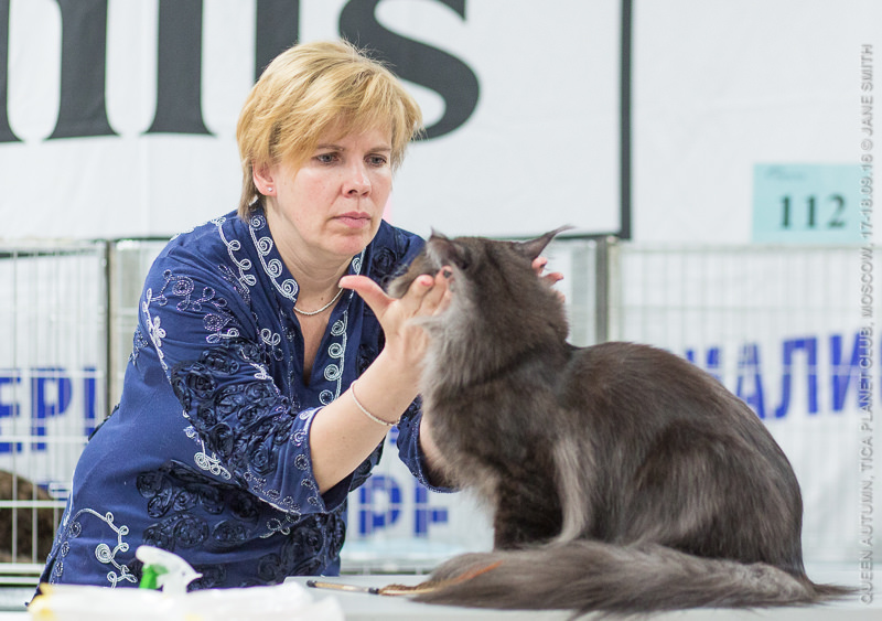 TICA выставка  Королева Осень  Выставка клуба  ПЛАНЕТА ТИКА, которая состоялась 17-18 сентября 2016 года  в МФК Ханой-Москва