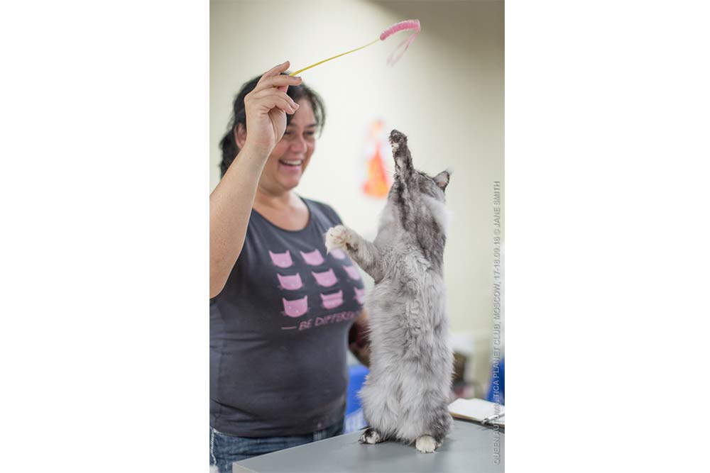 TICA выставка  Королева Осень  Выставка клуба  ПЛАНЕТА ТИКА, которая состоялась 17-18 сентября 2016 года  в МФК Ханой-Москва