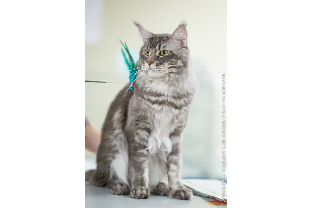 TICA выставка  Королева Осень  Выставка клуба  ПЛАНЕТА ТИКА, которая состоялась 17-18 сентября 2016 года  в МФК Ханой-Москва