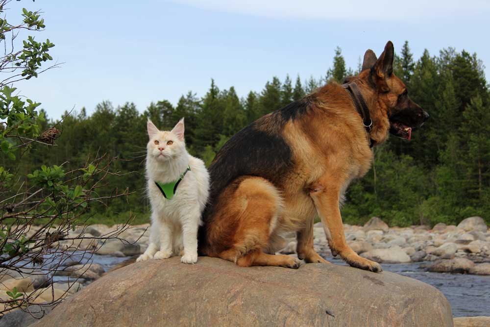 ТИКА клуб Кристалл, выставка кошек 11-12 июня 2016 года в Московском Измайлово