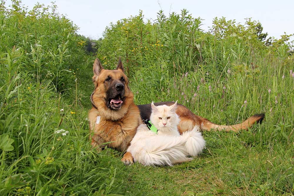 ТИКА клуб Кристалл, выставка кошек 11-12 июня 2016 года в Московском Измайлово