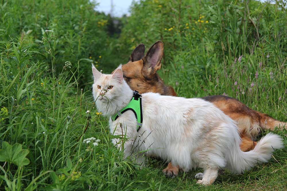 ТИКА клуб Кристалл, выставка кошек 11-12 июня 2016 года в Московском Измайлово