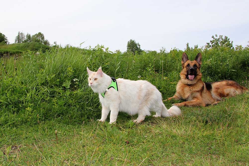 ТИКА клуб Кристалл, выставка кошек 11-12 июня 2016 года в Московском Измайлово