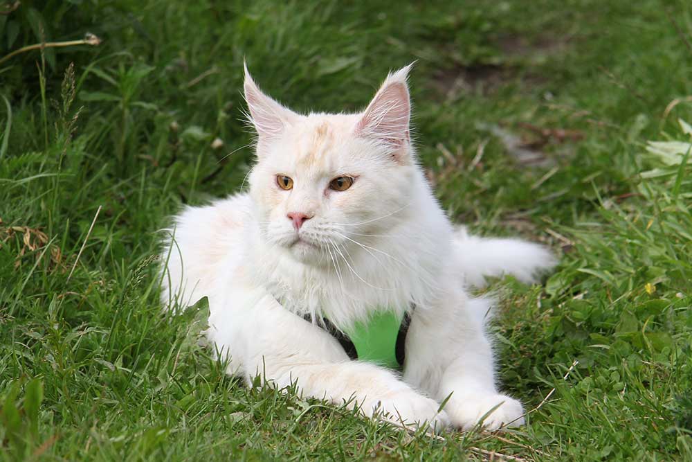 ТИКА клуб Кристалл, выставка кошек 11-12 июня 2016 года в Московском Измайлово