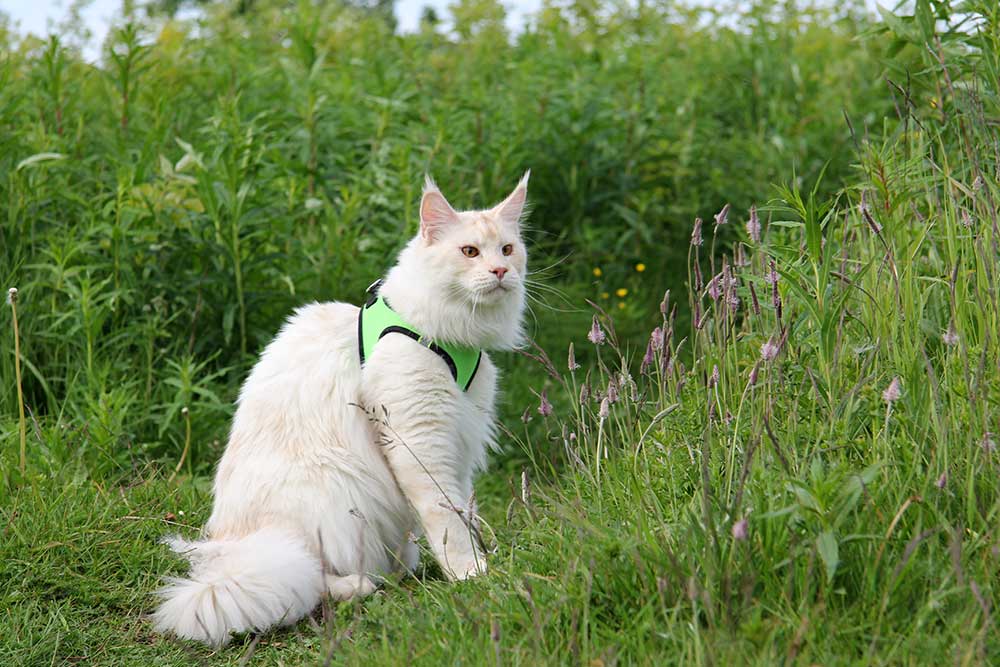ТИКА клуб Кристалл, выставка кошек 11-12 июня 2016 года в Московском Измайлово