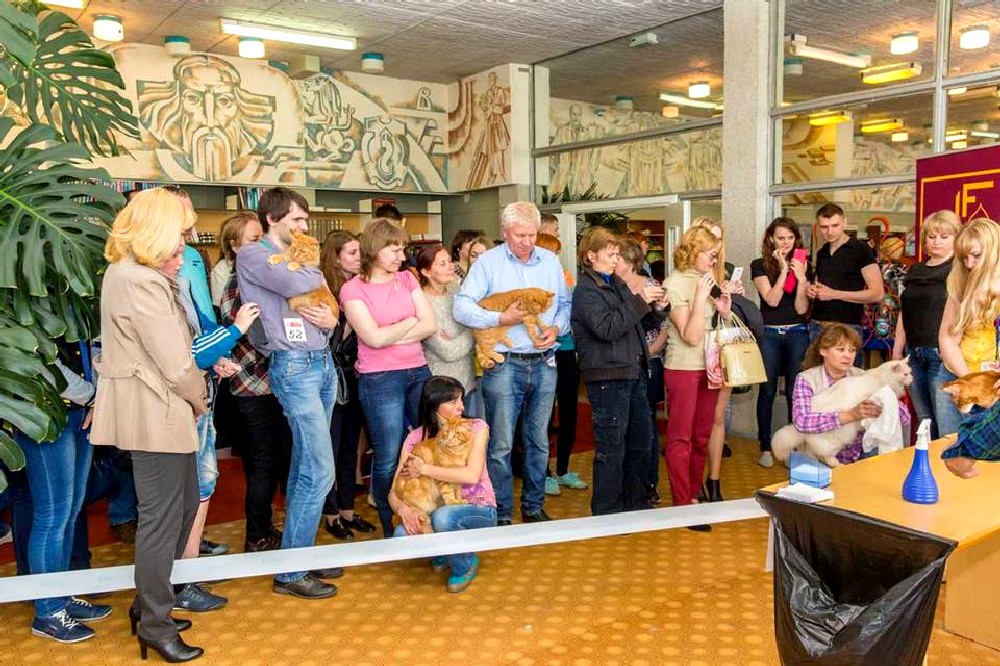 Выставка кошек 21-22 мая 2016 года город Новополоцк, Беларусь