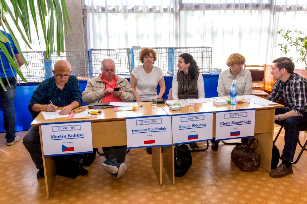 Выставка кошек 21-22 мая 2016 года город Новополоцк, Беларусь