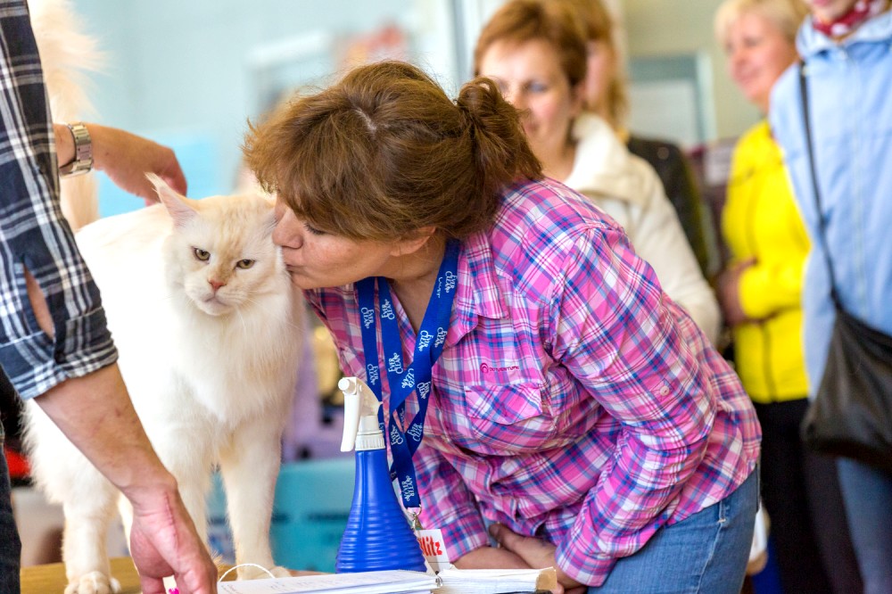Выставка кошек 21-22 мая 2016 года город Новополоцк, Беларусь
