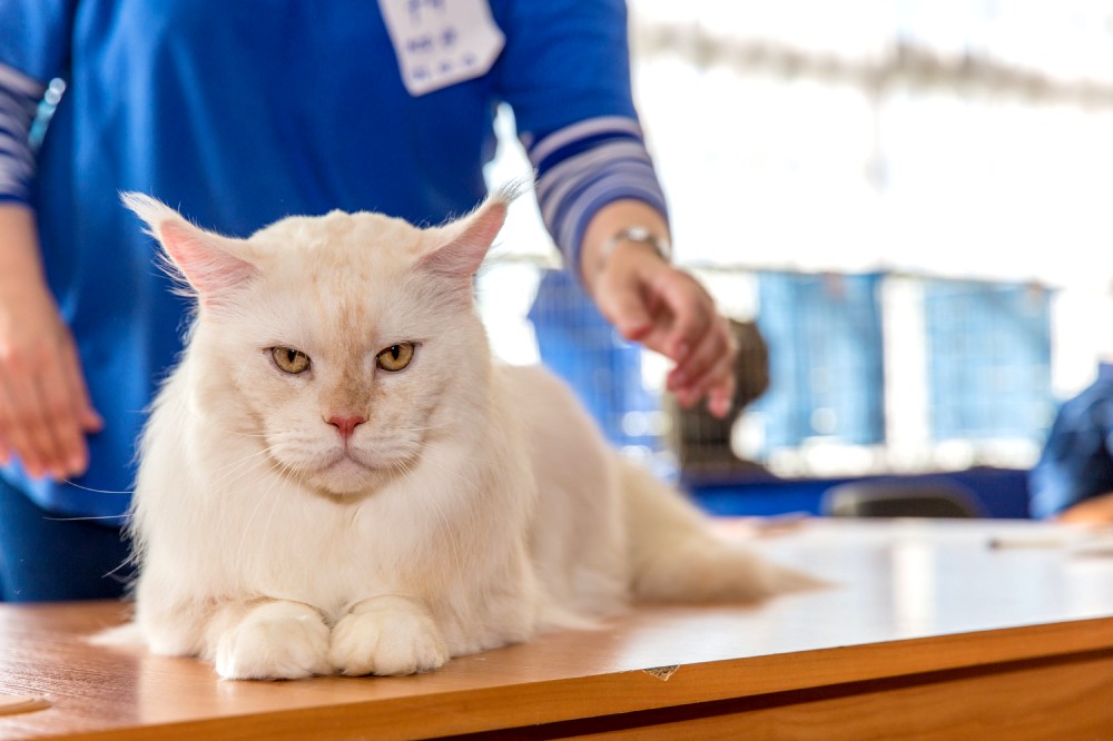 Выставка кошек 21-22 мая 2016 года город Новополоцк, Беларусь