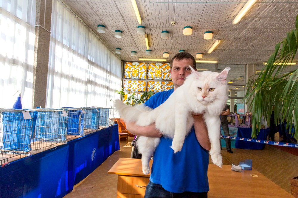 Выставка кошек 21-22 мая 2016 года город Новополоцк, Беларусь
