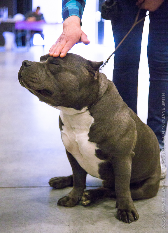 Выставка Зоошоу 2016