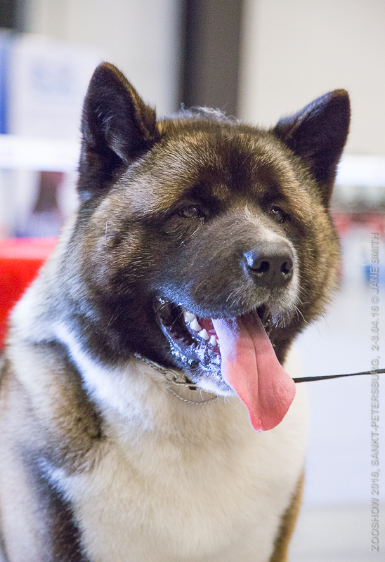 Выставка Зоошоу 2016