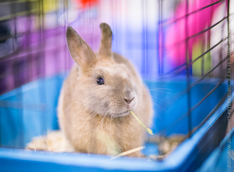 Выставка Зоошоу 2016