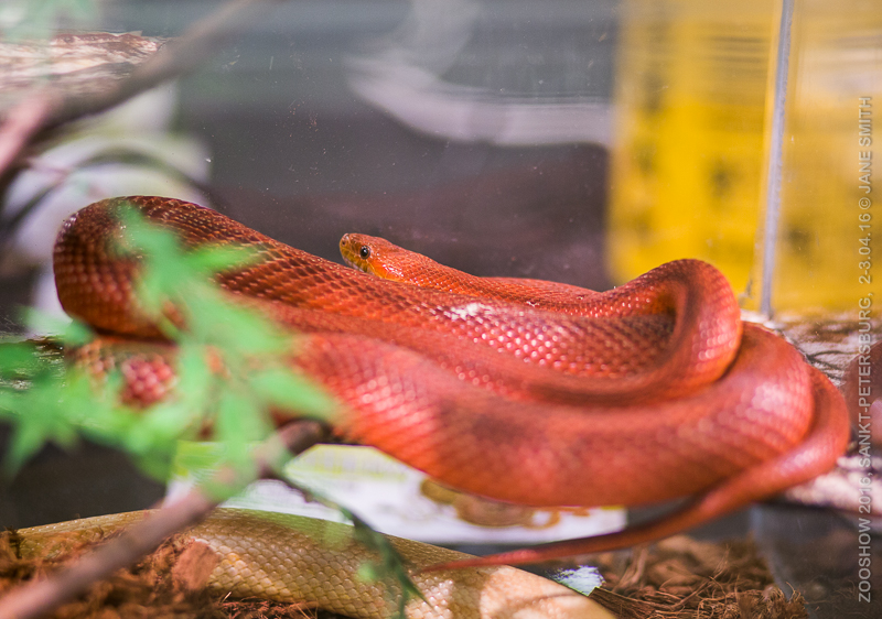 Выставка Зоошоу 2016