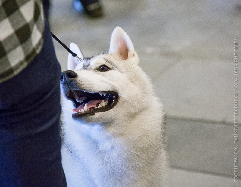 Выставка Зоошоу 2016