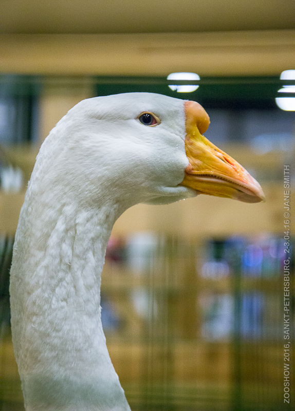 Выставка Зоошоу 2016