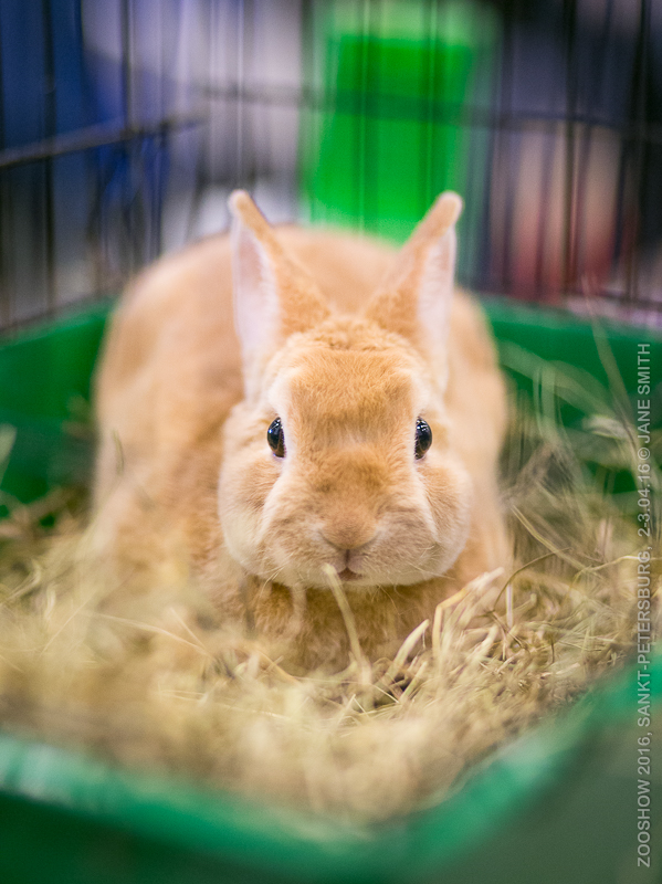 Выставка Зоошоу 2016