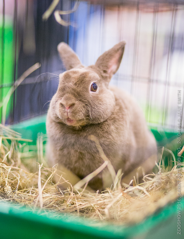 Выставка Зоошоу 2016