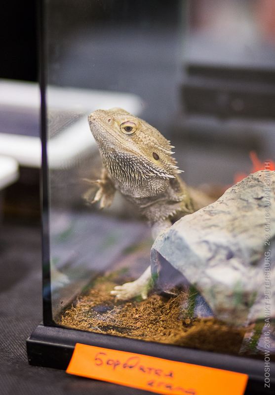 Выставка Зоошоу 2016