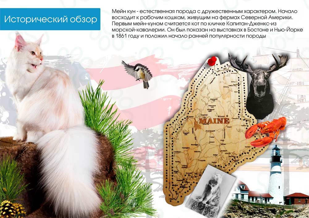 Исторический обзор породы Мейн Кун
