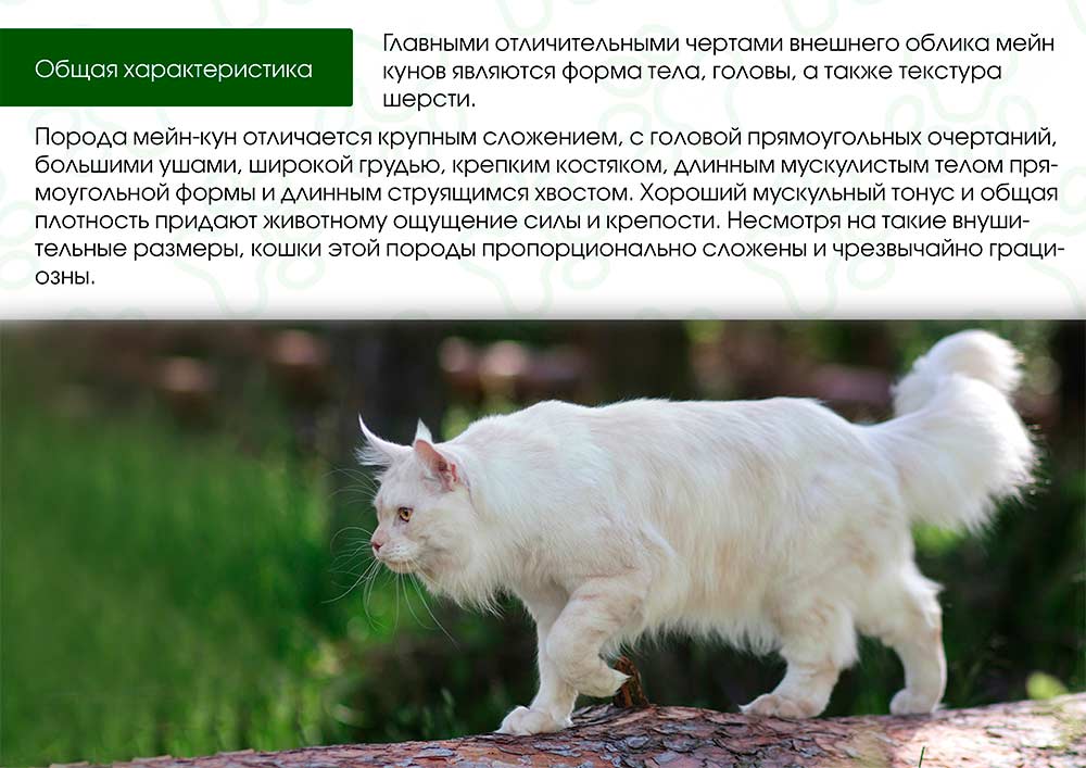Общая характеристика породы Мейн Кун